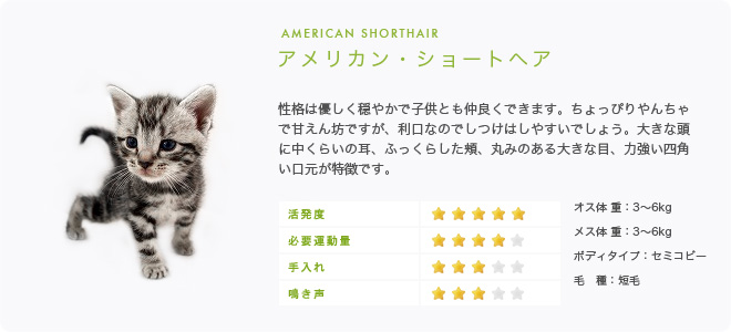 アメリカンショートヘア販売 ペットショップ わんにゃん通り 子猫多数