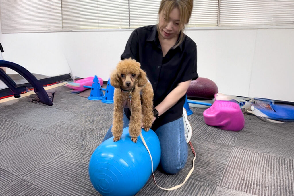 シニア犬、ハンディ犬のデイサービス＆パピー教室