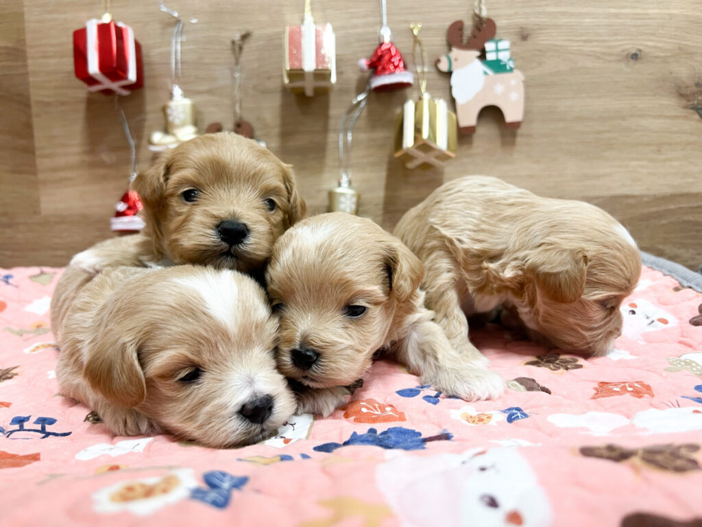 2025年12月5日撮影