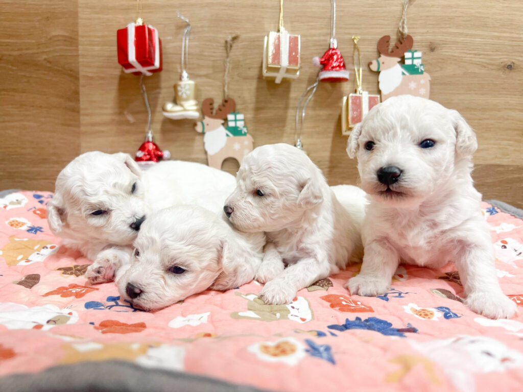 2025年12月5日撮影 男の子4匹★