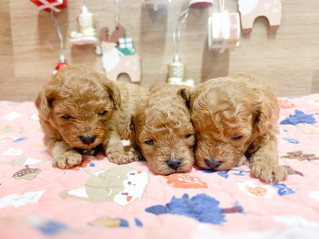 2025年12月5日撮影