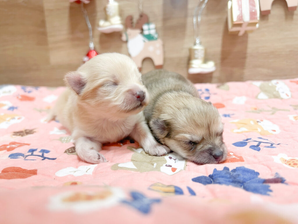 2025年12月5日撮影