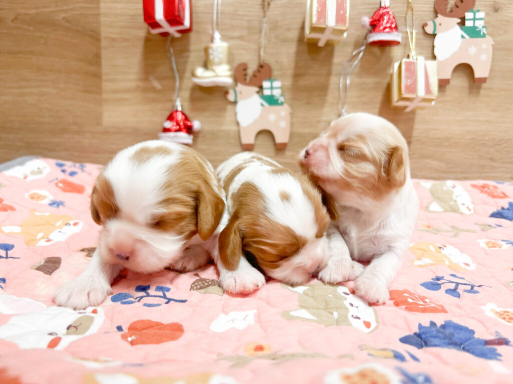 2025年12月5日撮影