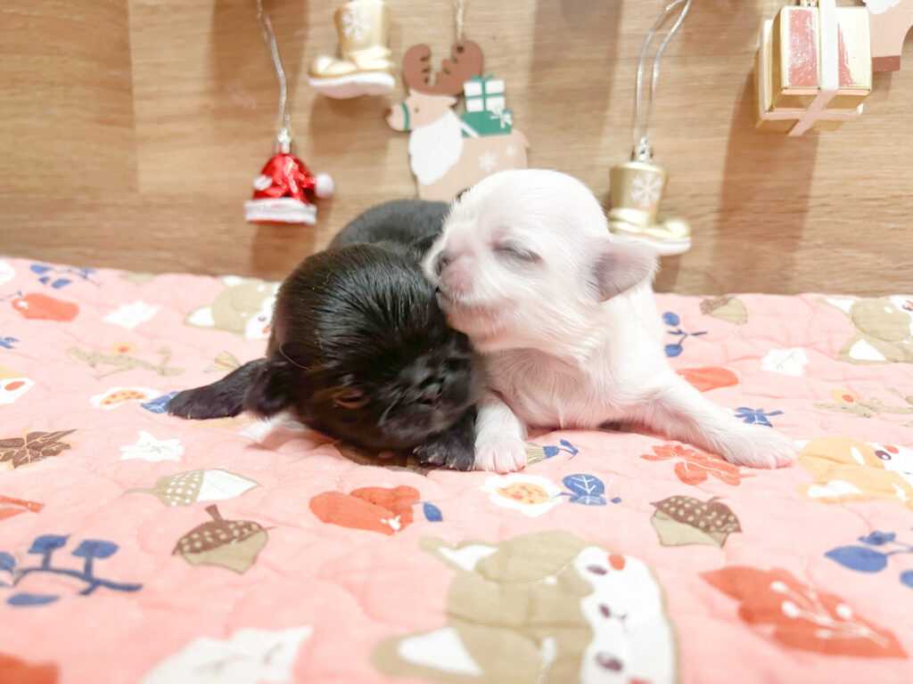 2025年12月5日撮影