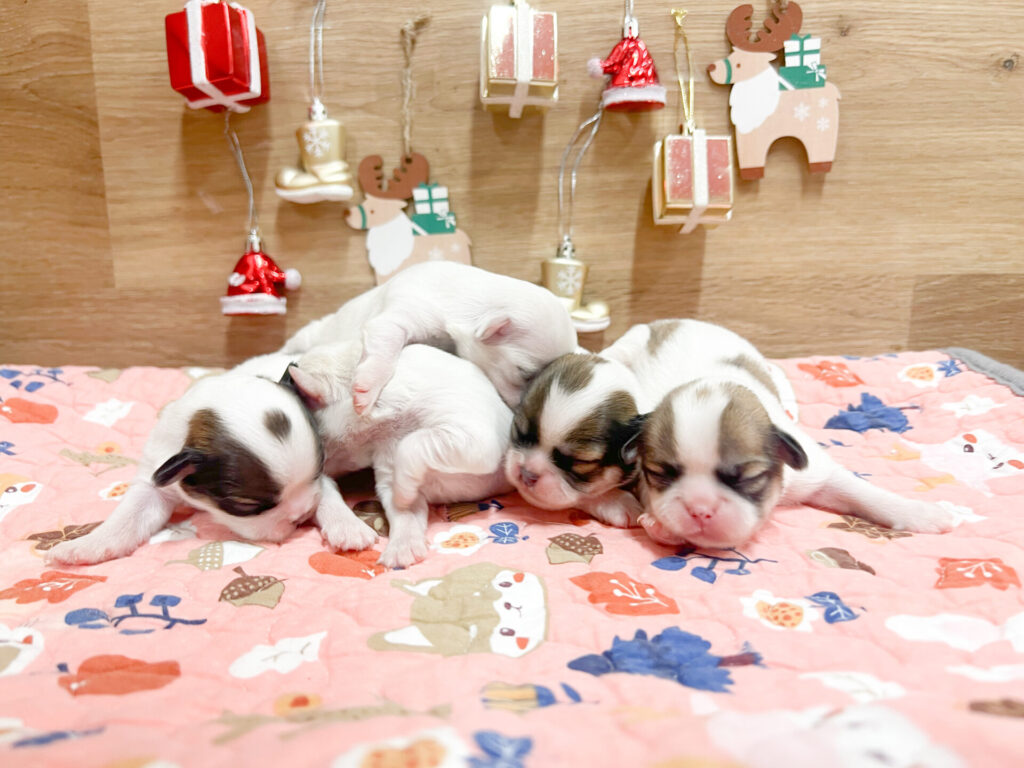 2025年12月5日撮影