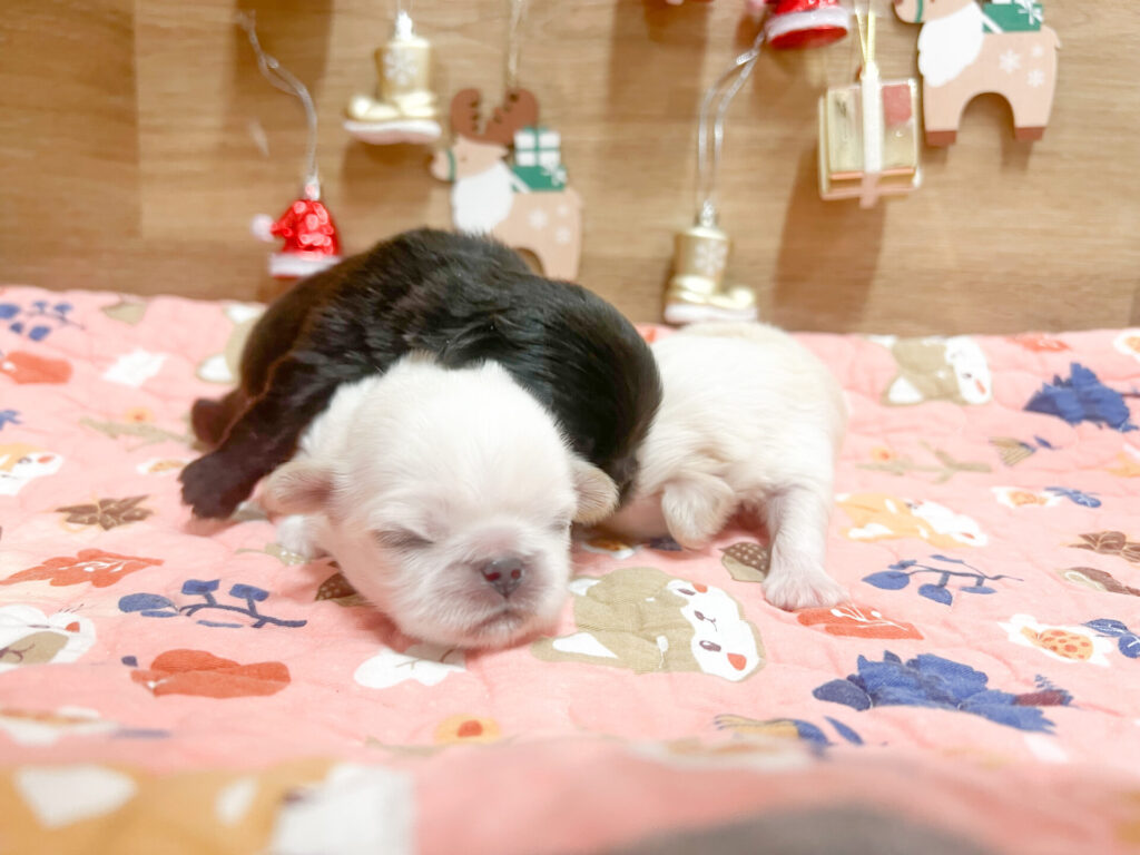 2025年12月6日撮影 男の子3匹★