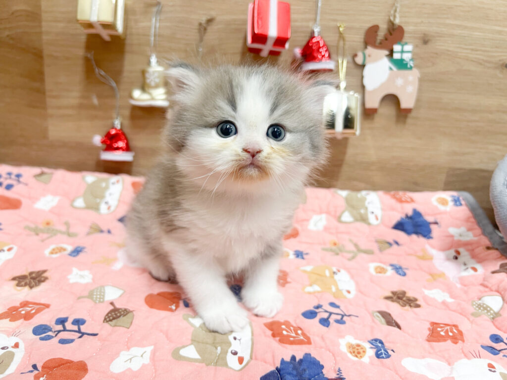 2025円12月6日撮影