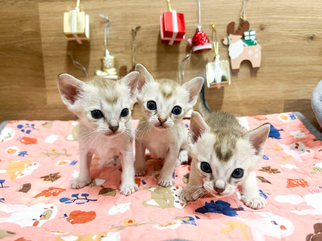 2025円12月6日撮影