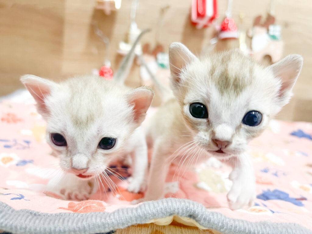 2025年12月6日撮影