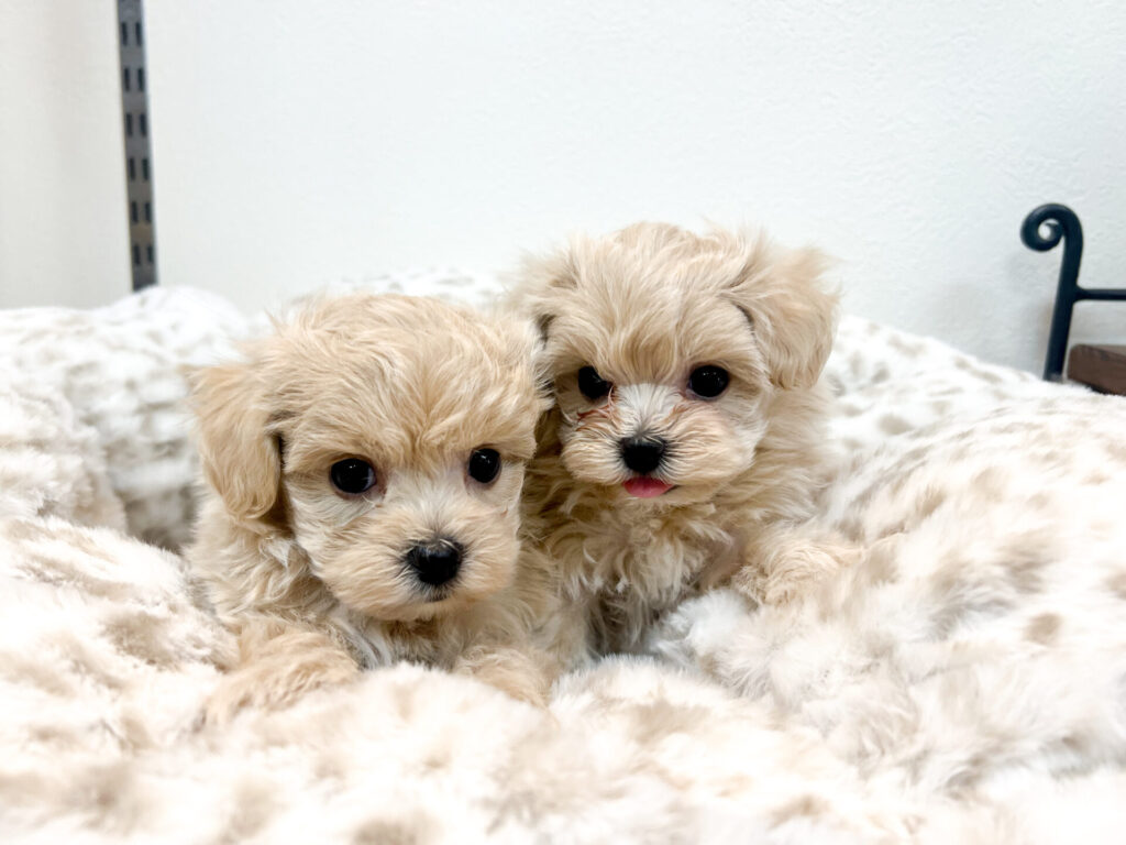 2025年12月15日撮影 男の子2匹★