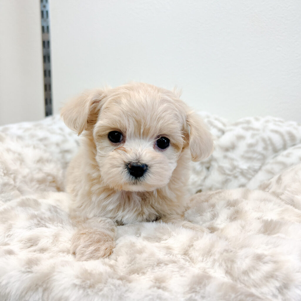 女の子♡ 離乳食もよく食べてくれて元気いっぱいです！