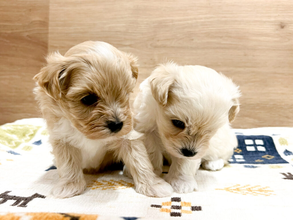 可愛くなってきました𓈒 ❤︎︎ ࣪ ˖