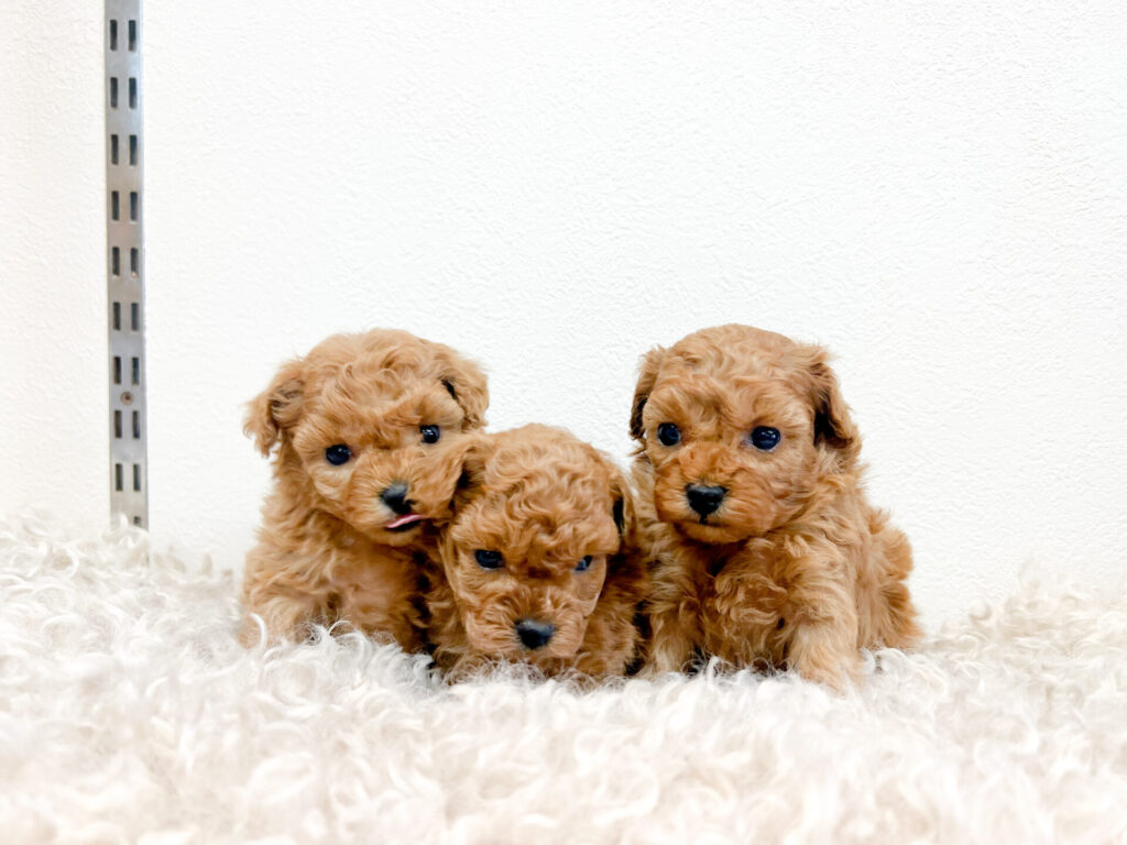 2025年12月15日撮影