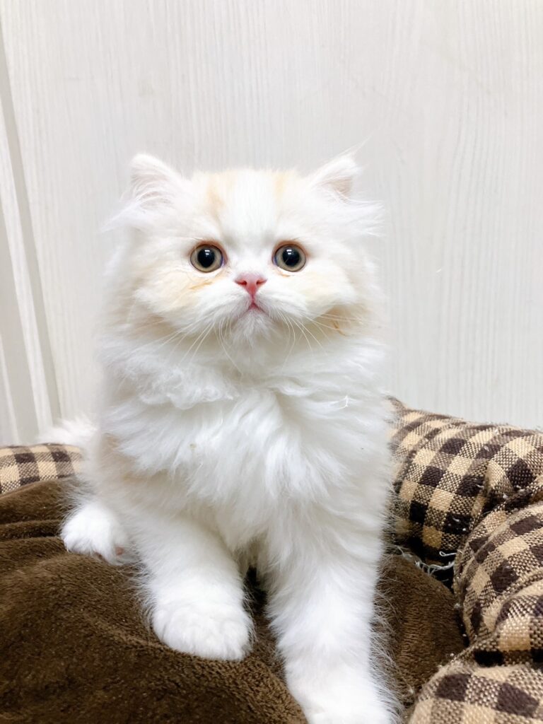 ラブリーフェイスで スタッフメロメロです！