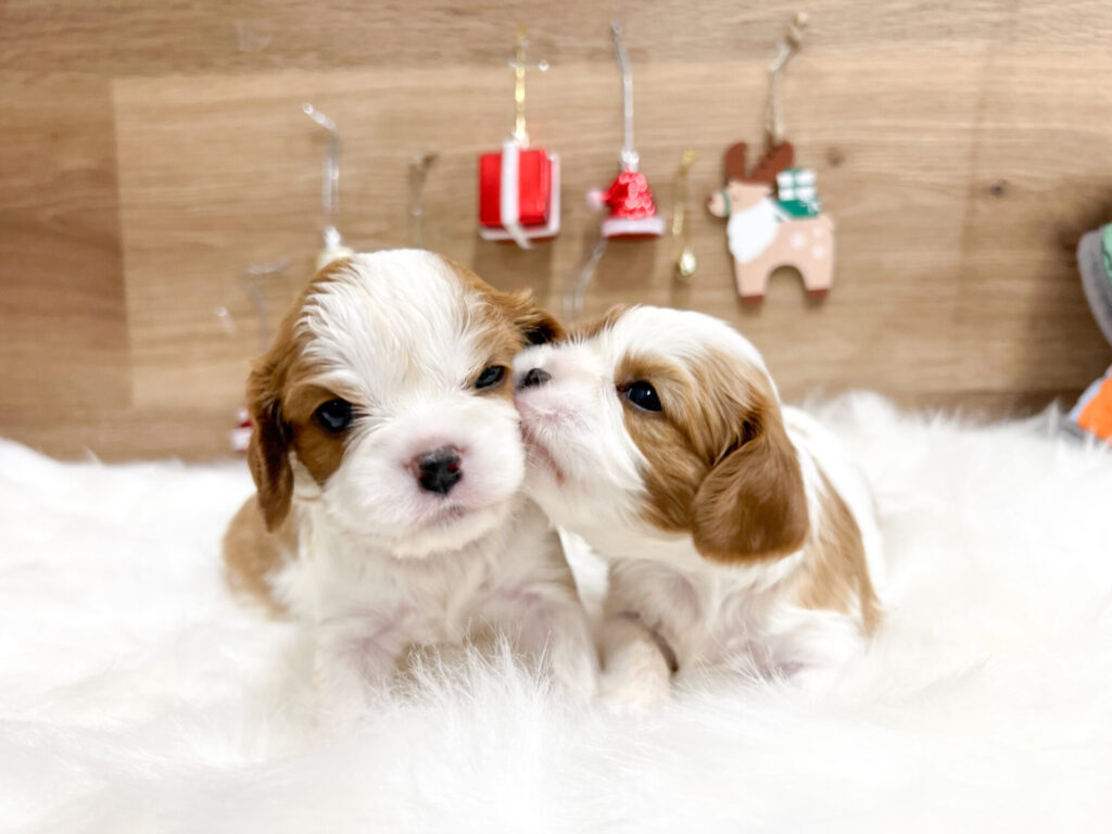 2025年12月20日撮影 女の子2匹と1匹に分けて撮ってます