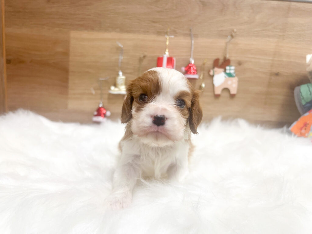 2025年12月20日撮影 男の子★