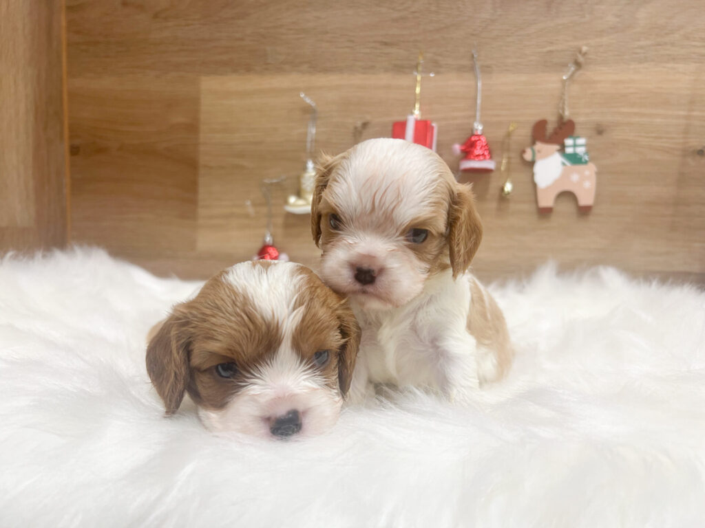 女の子2匹♡ すくすく育ってます！