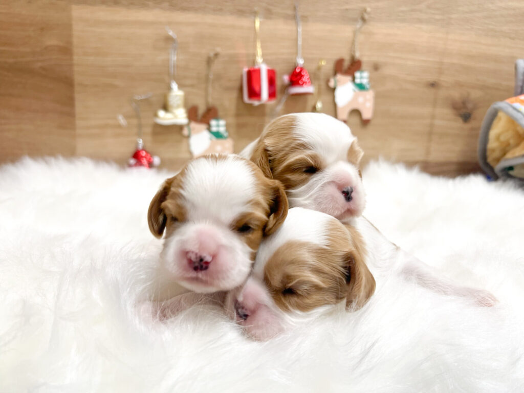 2025年12月21日撮影