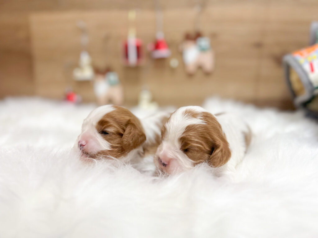 2025年12月21日撮影