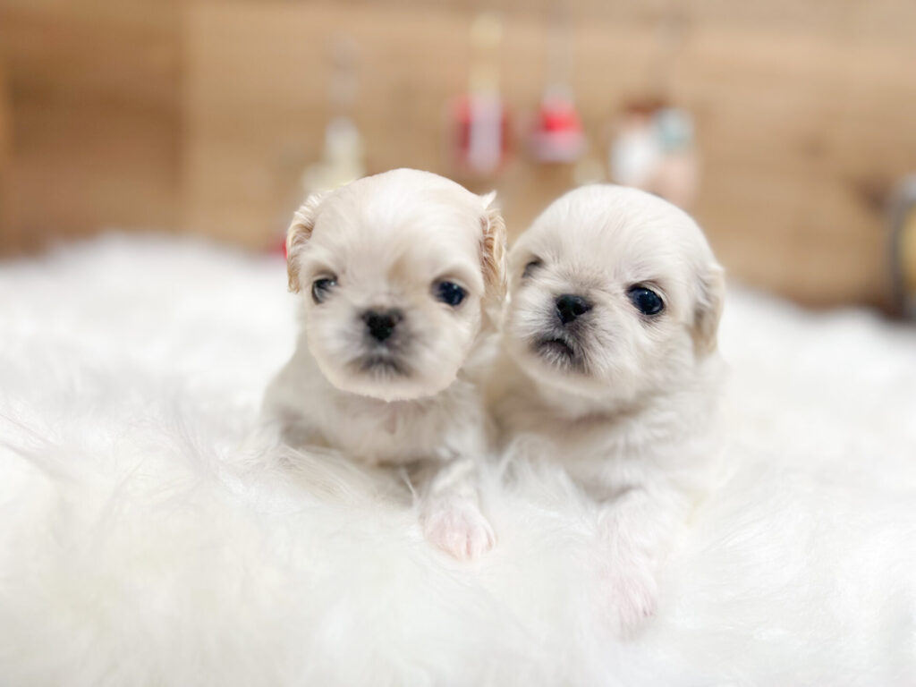 2025年12月21日撮影 男の子2匹★