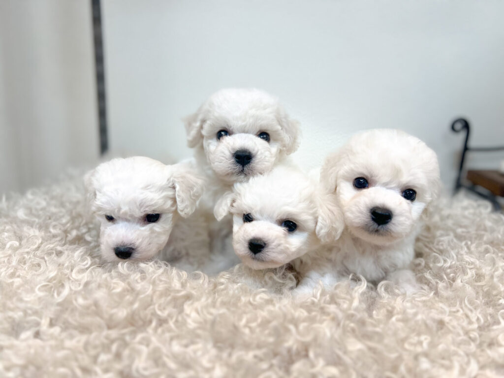 2025年12月22日撮影 男の子4匹★