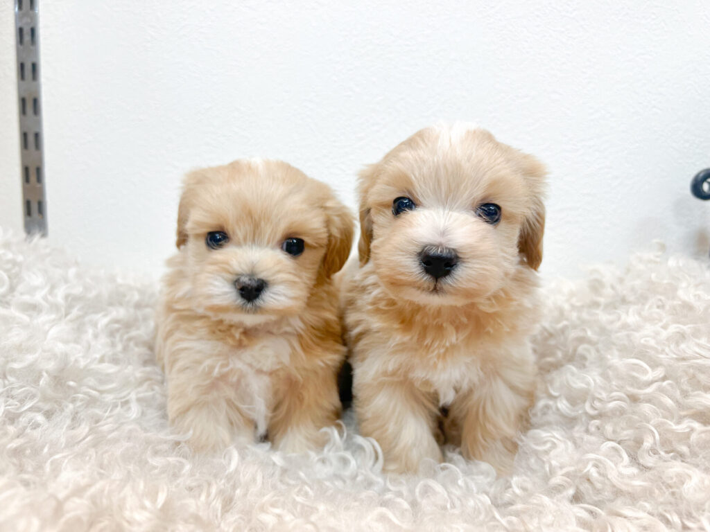 2匹ずつに分けて撮ってます