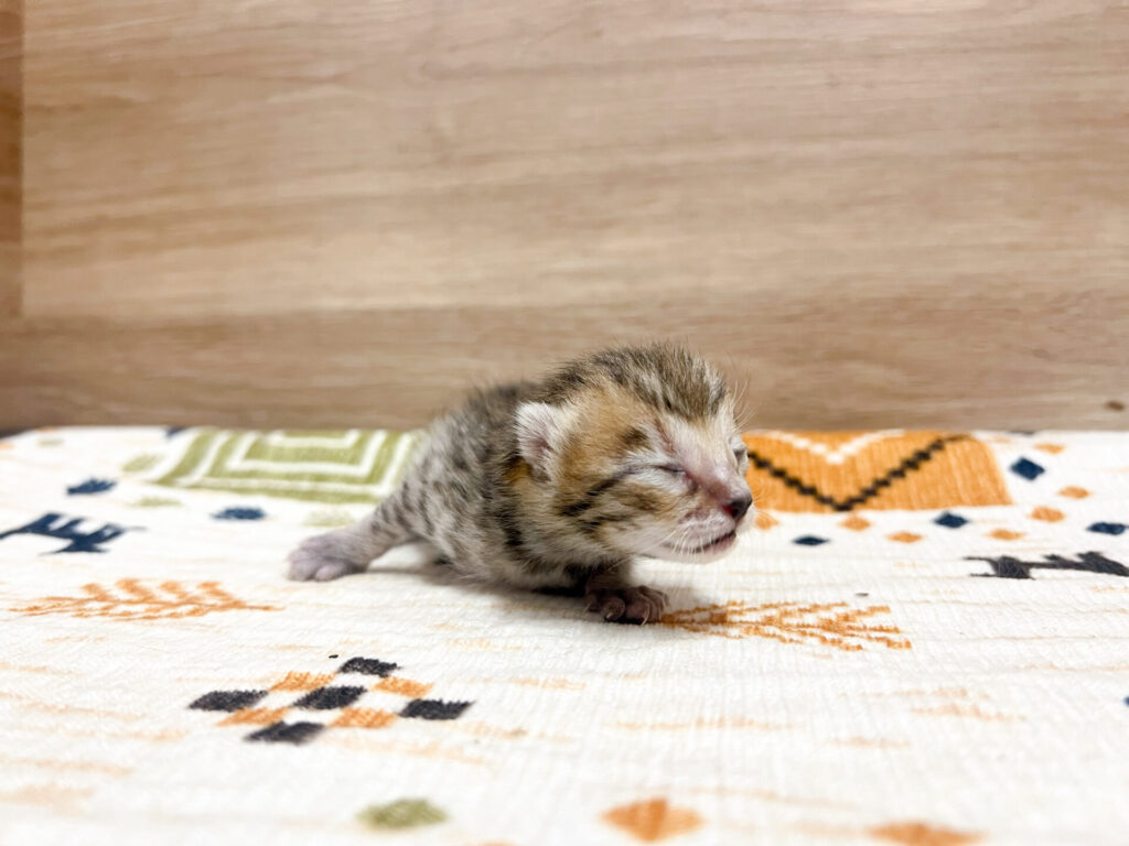 すくすく育ってます( ∩˃ ᵕ ˂∩ )♡