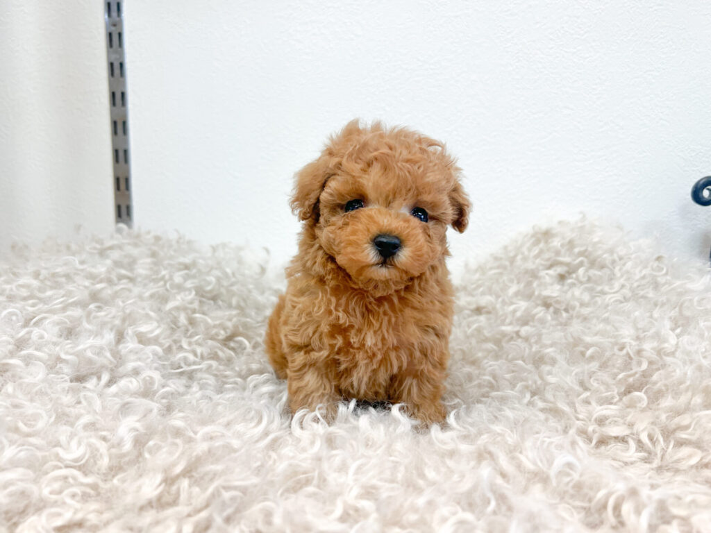 2025年12月26日撮影 男の子1匹★