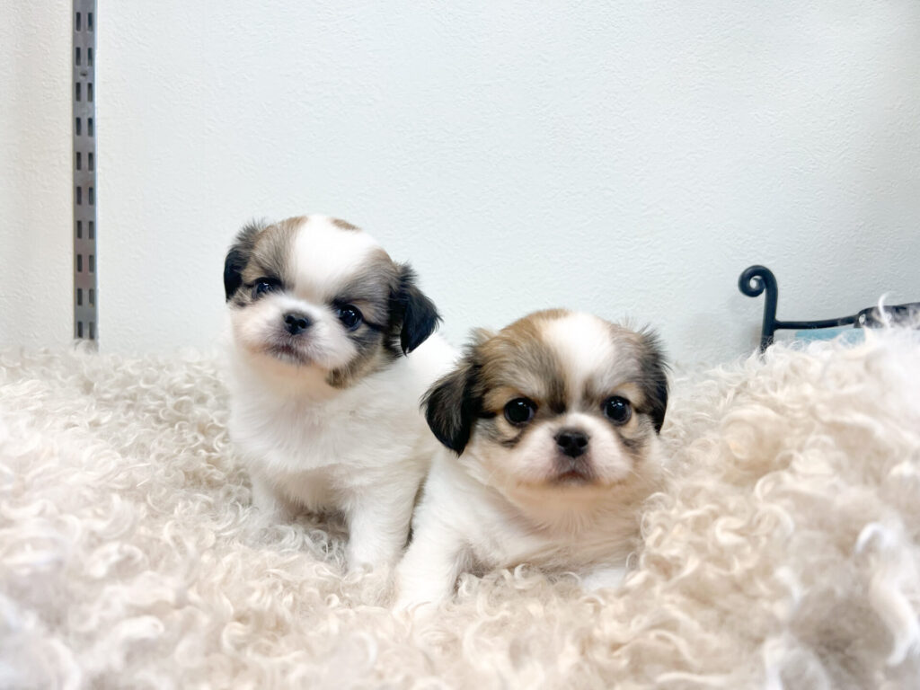 2026年1月9日撮影 男の子2匹★