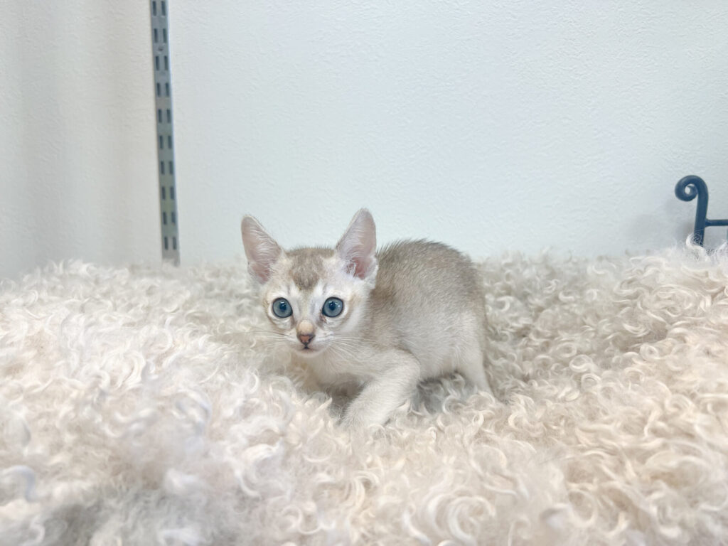 2026年1 月9日撮影 男の子1匹★