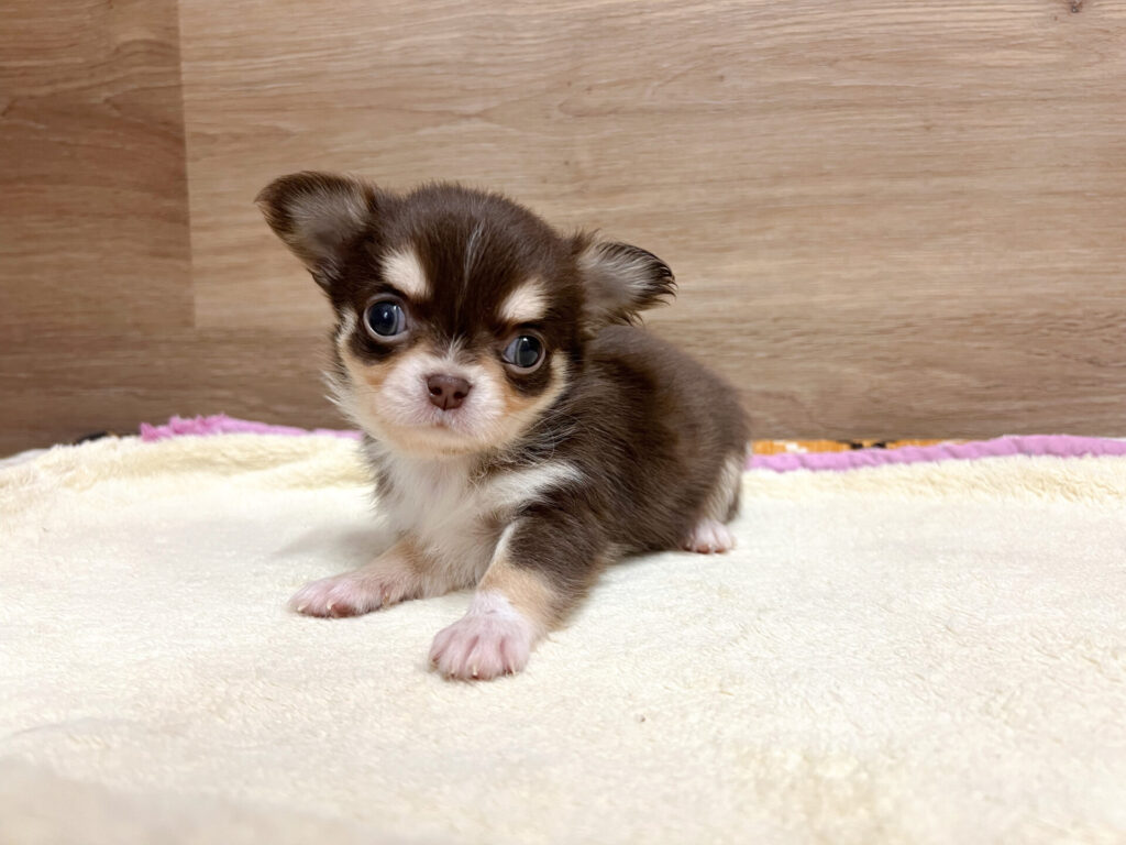 離乳食もよく食べてくれて元気いっぱいですꕤ*.ﾟ