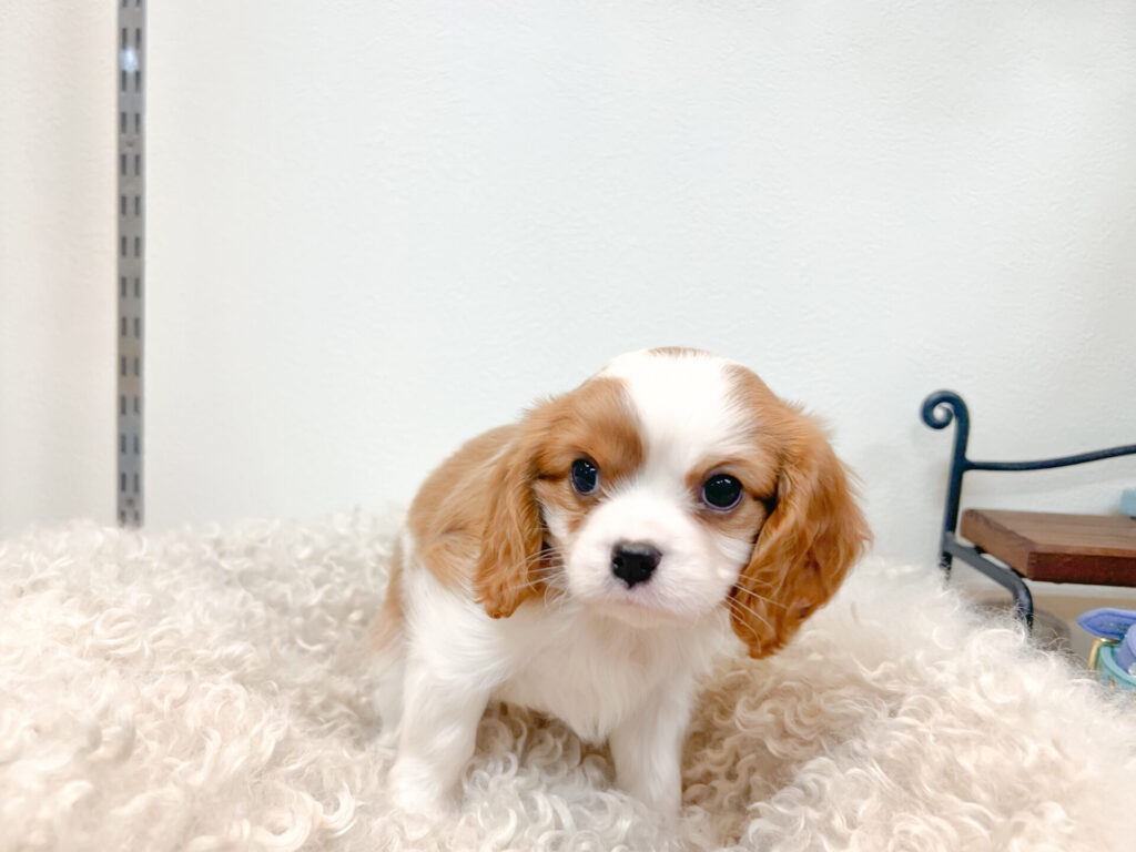 2026年1 月10日撮影 男の子1匹★