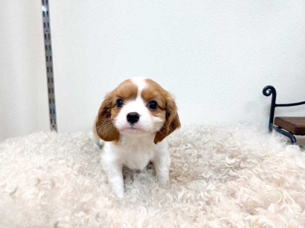 女の子2匹♡ 1匹ずつ撮影してます。