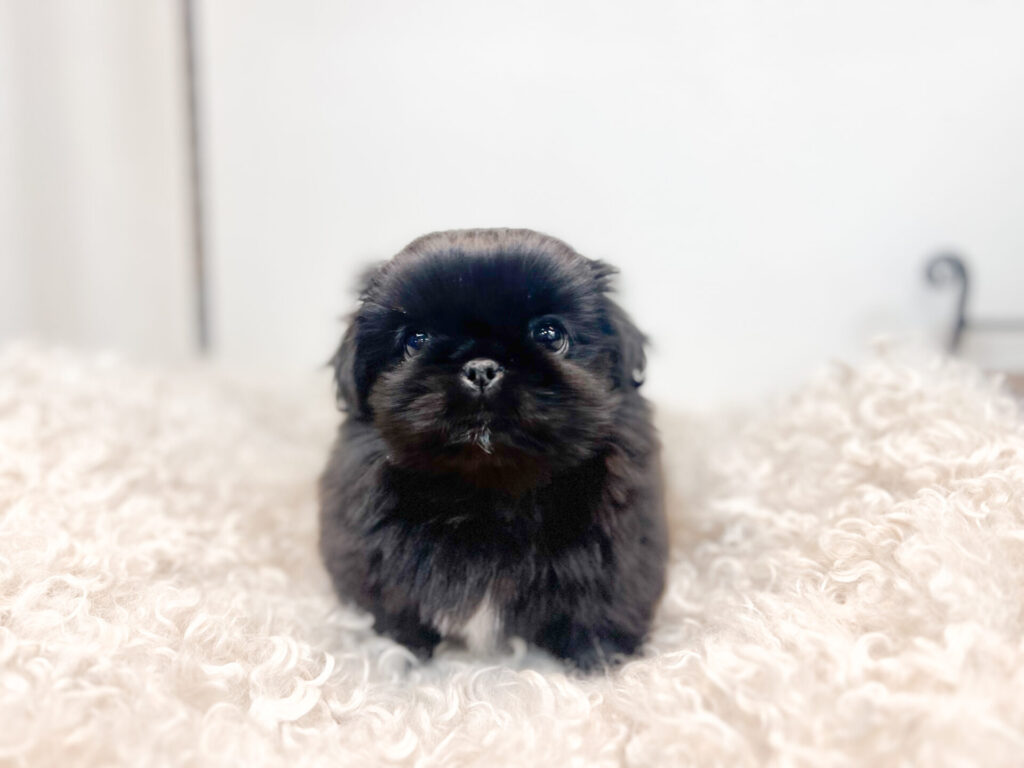 2026年1月12日撮影