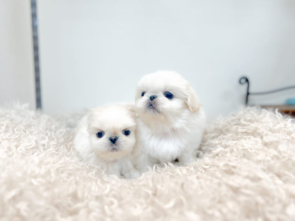 2026年1月12日撮影 男の子2匹★