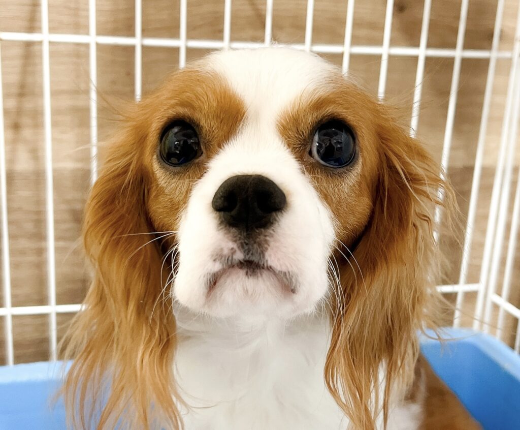 母犬 ダイアナ