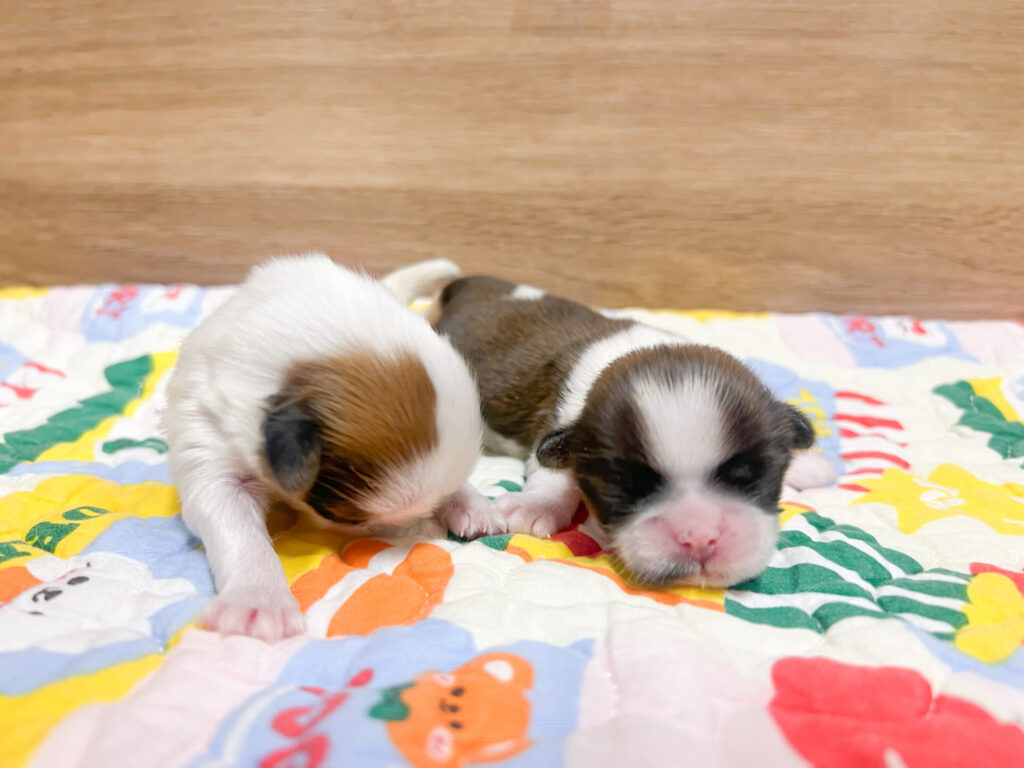 2026年1月23日撮影