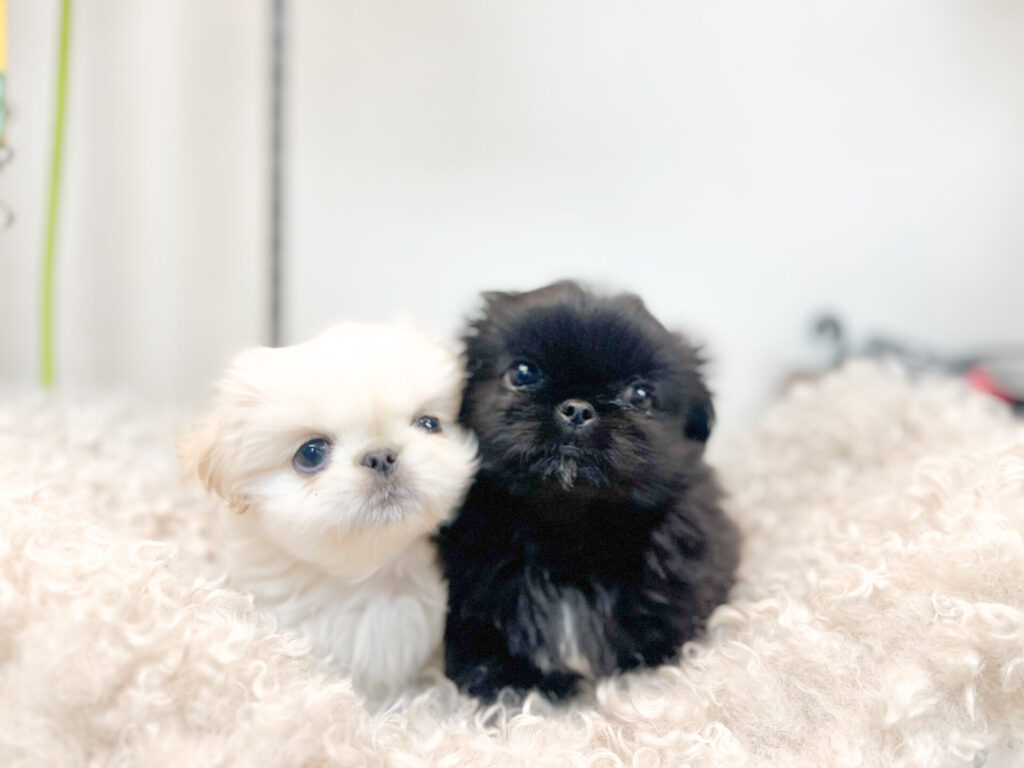 2026年1月23日撮影 男の子3匹