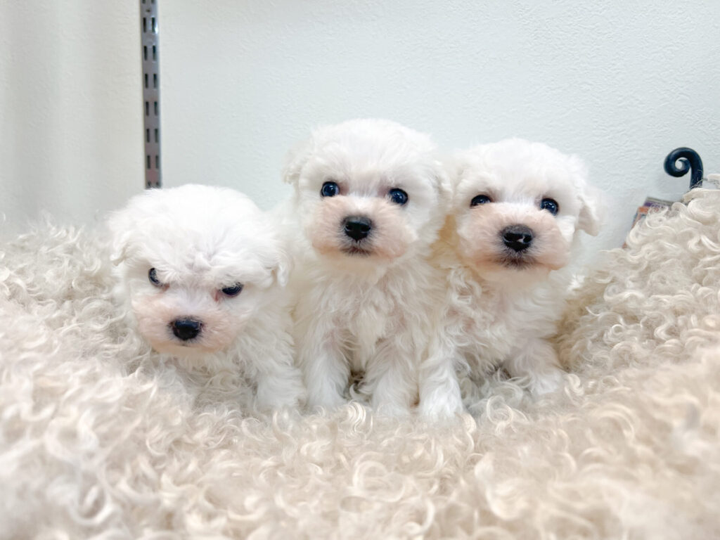 2026年1月26日撮影 男の子3匹