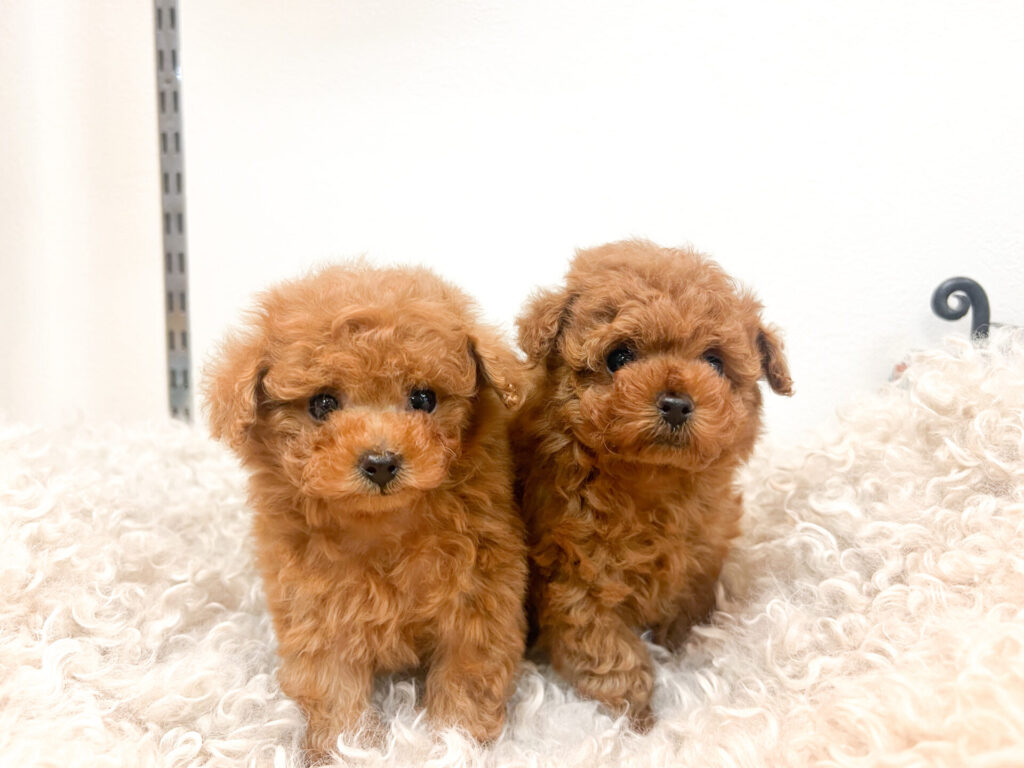 2026年1月26日撮影