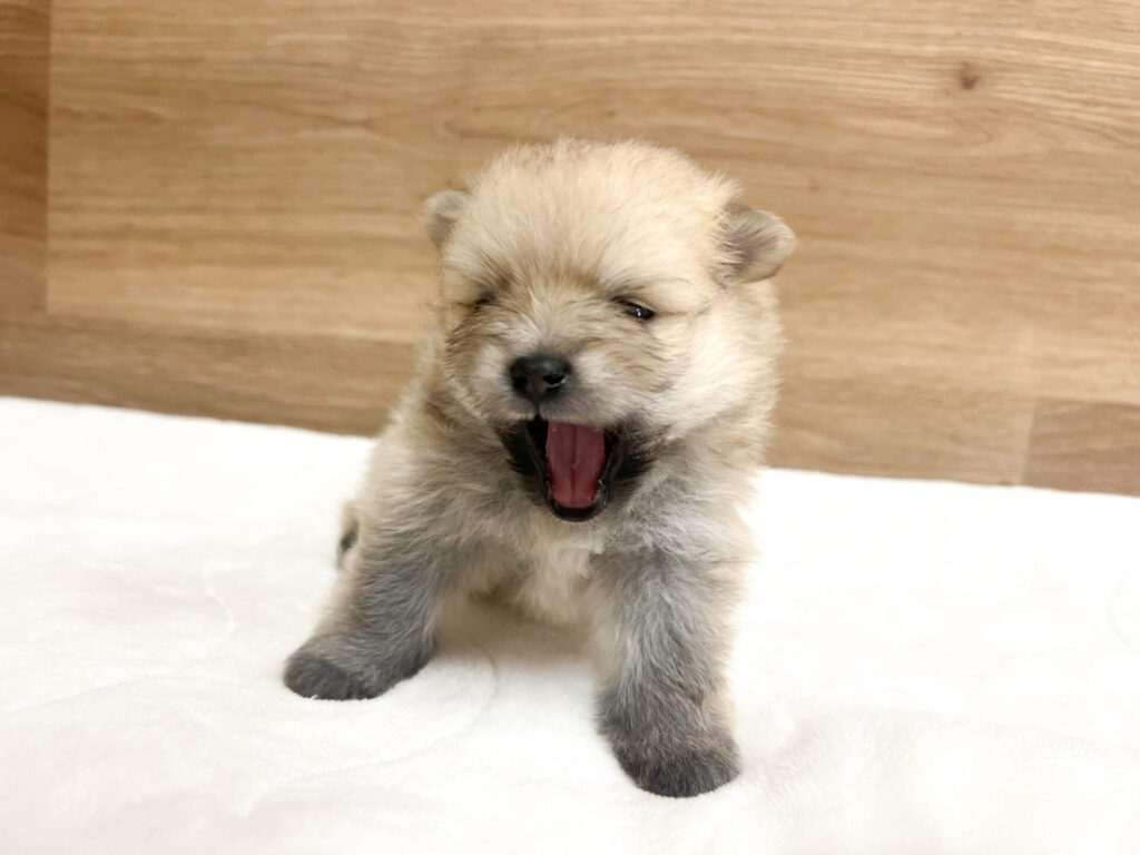 可愛くなってきました♡₊⁺