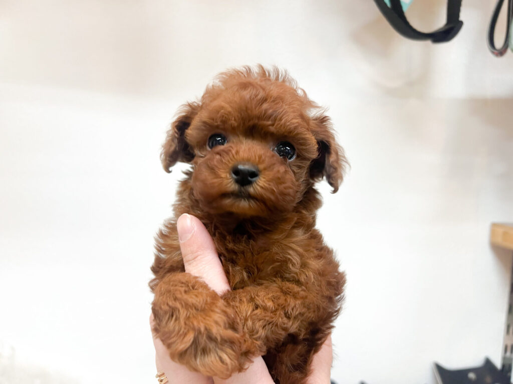 ご飯もよく食べてくれて元気いっぱいですᕷ˖٭