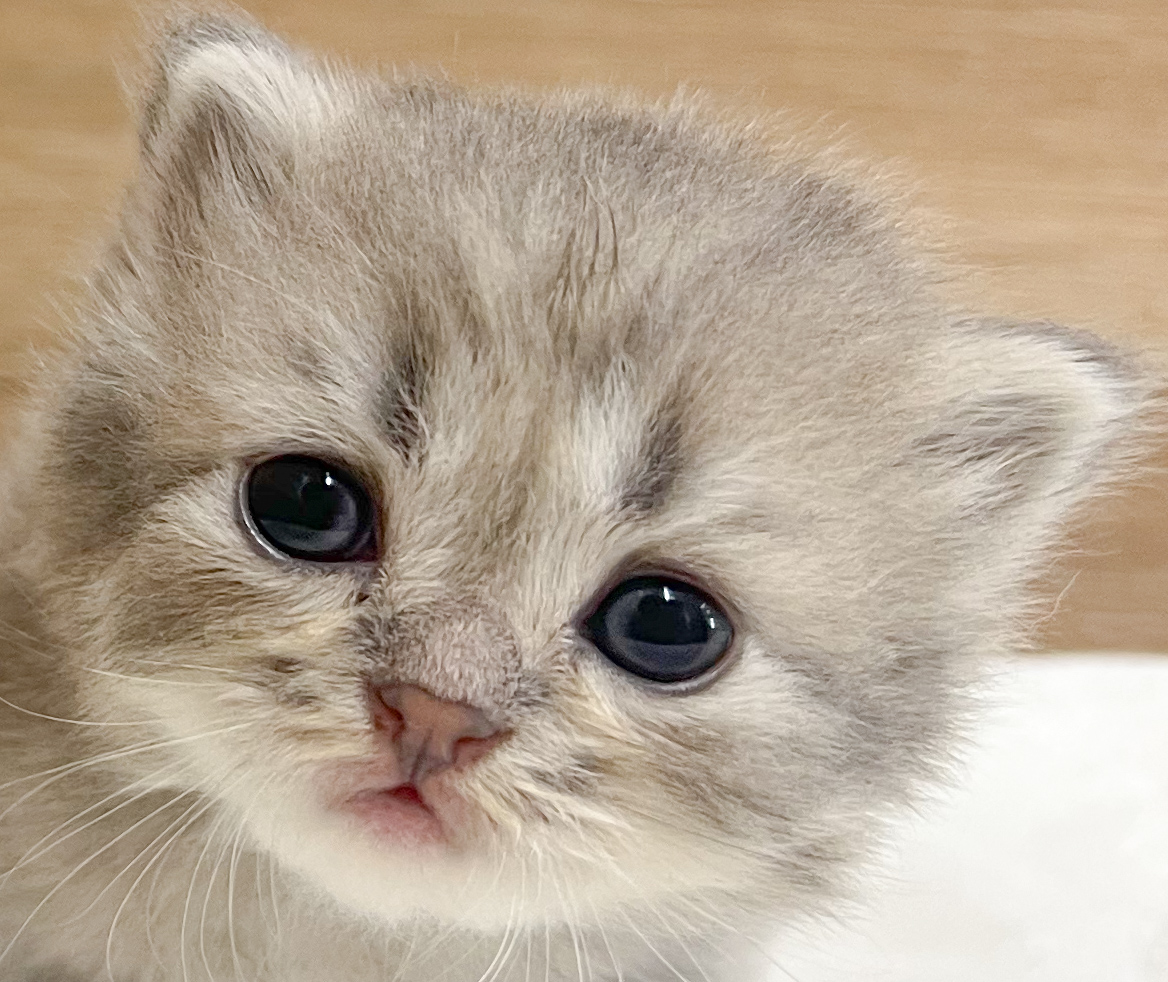 ねこちゃん情報 - ブリーダーが運営するペットショップ【わん