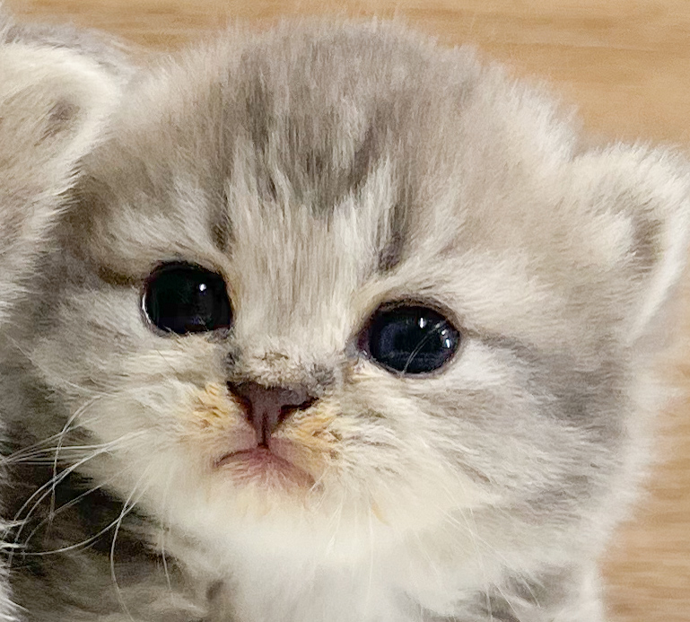 marin☆短毛シュシュ(黄色ドット)わんちゃん猫ちゃん用 短毛(ブルー①)ジューンブライドシュシュ、わんちゃん猫ちゃん用