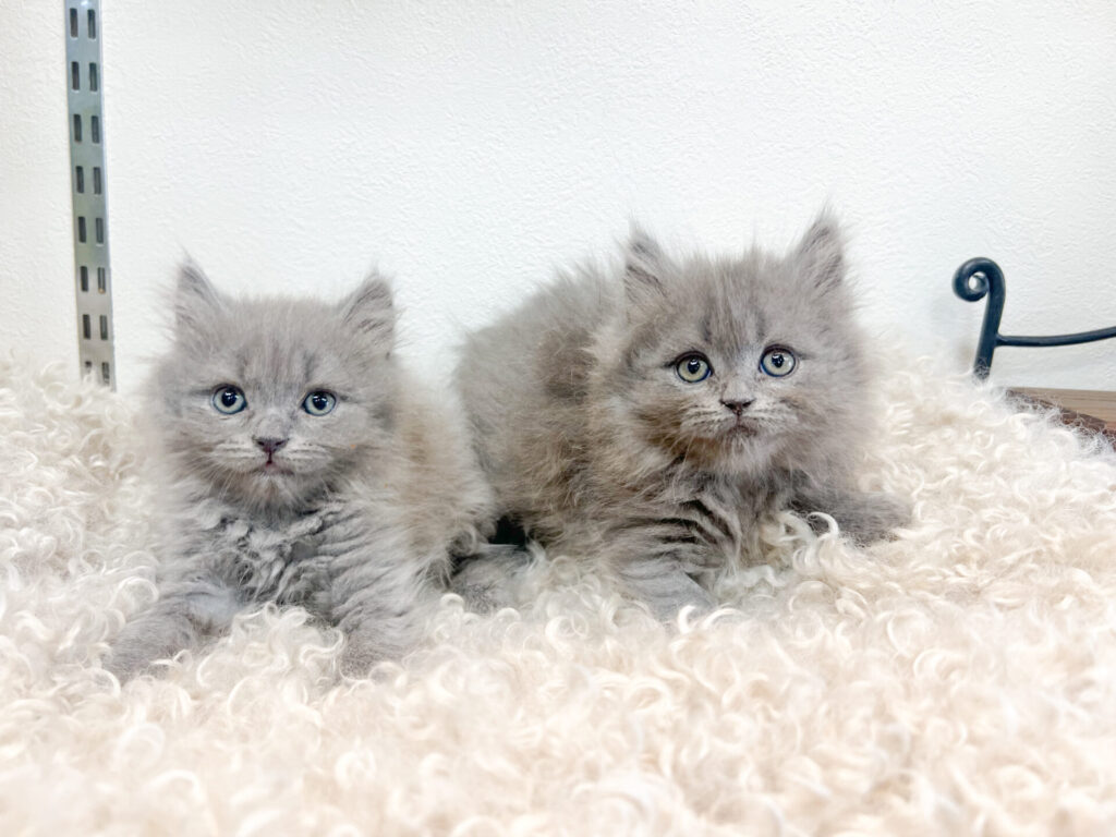 2026年2月6日撮影