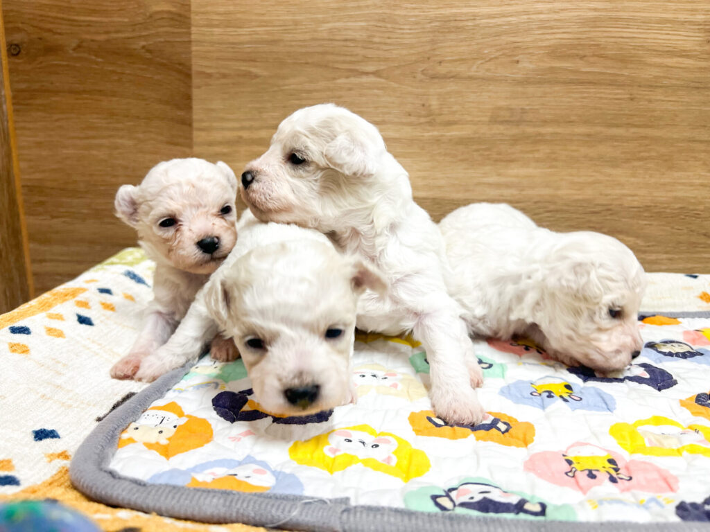 2026年2月6日撮影