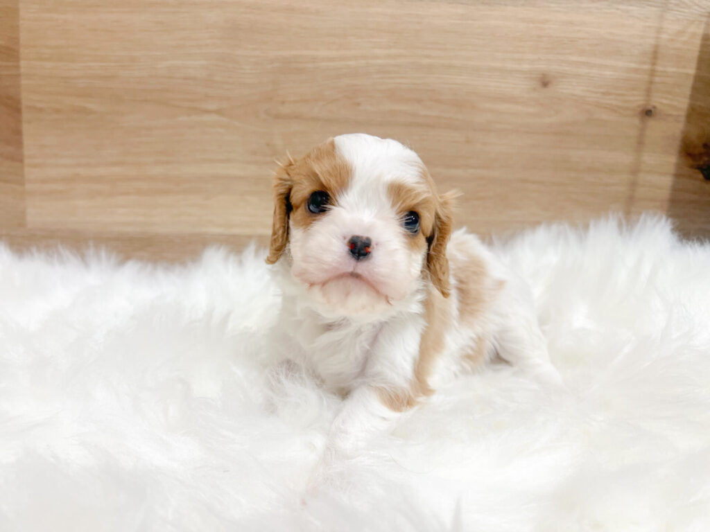 22026年2月6日撮影 男の子☆*