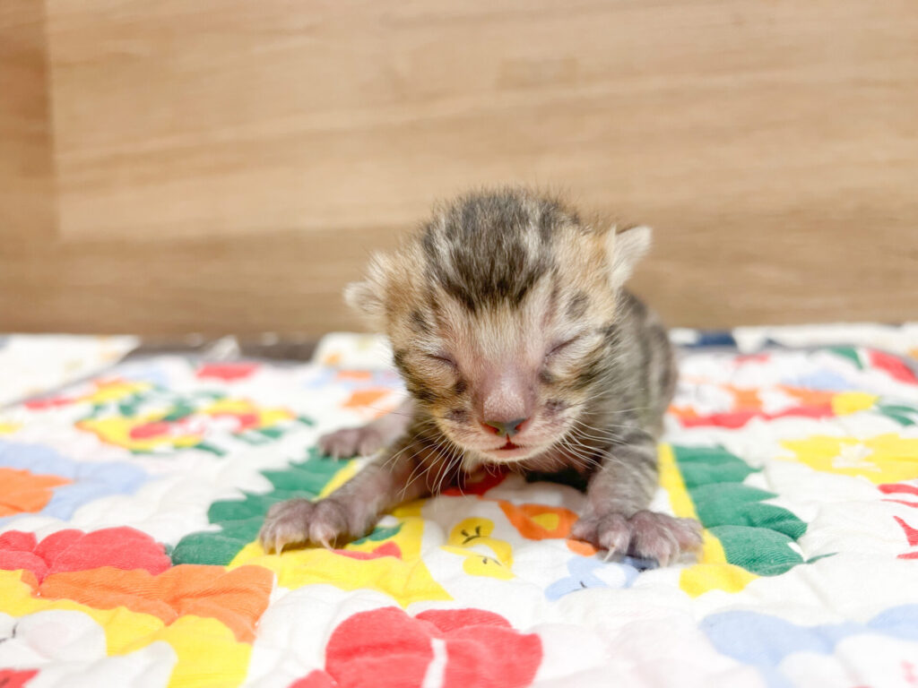 2026年2月6日撮影