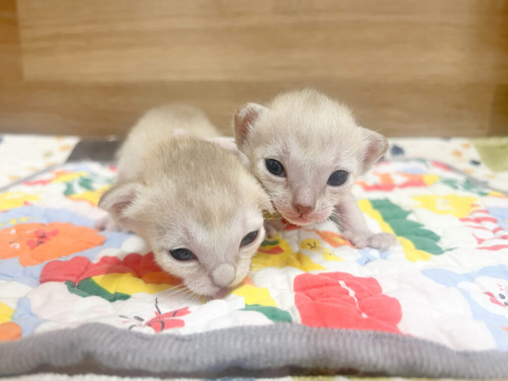 2026年2月6日撮影