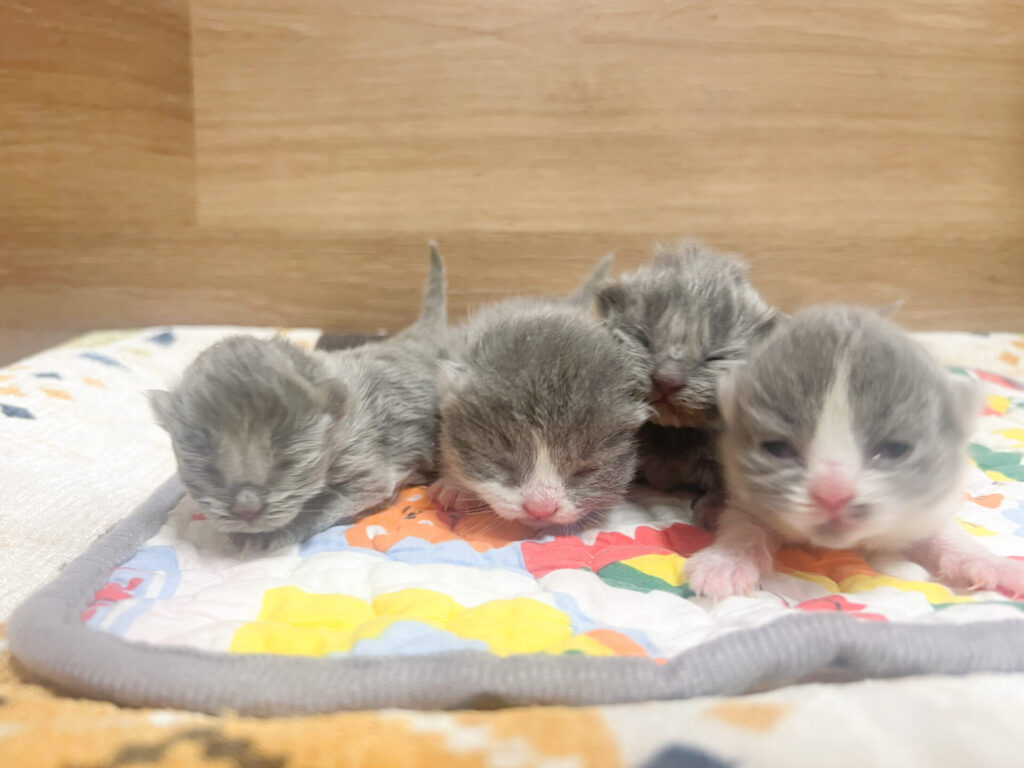 2026年2月6日撮影